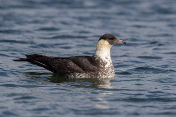Pomarine Skua Flying