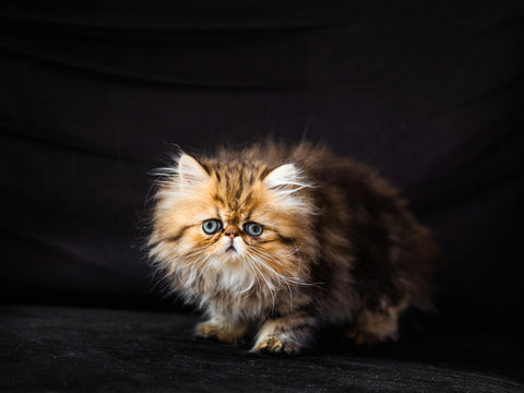 Chat persan