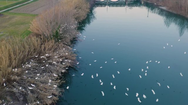 Stormo di uccelli migratori che si riposa vicino a un fiume ripresa con drone