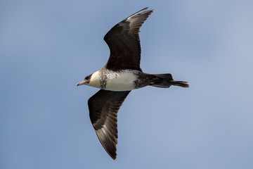 Pomarine Skua Flying