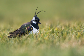 Lapwing (Vanellus vanellus)