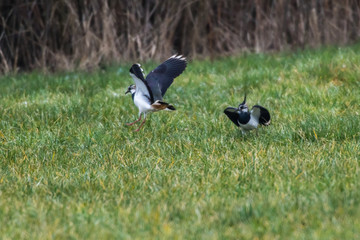 Lapwing (Vanellus vanellus)