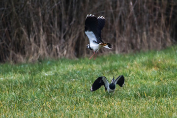 Lapwing (Vanellus vanellus)
