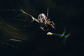Steatoda Nobilis