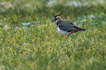 Lapwing (Vanellus vanellus)