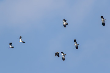 Lapwing (Vanellus vanellus)