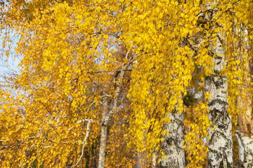 Golden autumn foliage on the crowns of a birches close up.