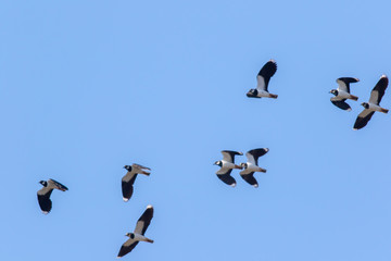 Lapwing (Vanellus vanellus)