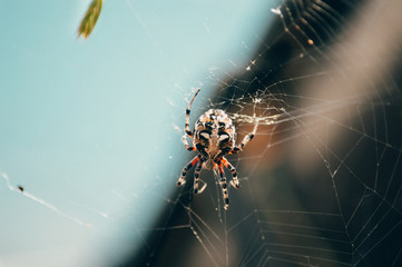 Steatoda Nobilis