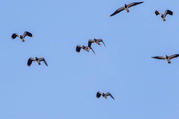 Lapwing (Vanellus vanellus)
