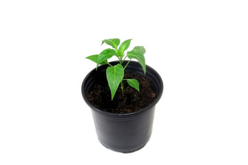 Pepper seedlings in pot isolated on a white background. Plant.     