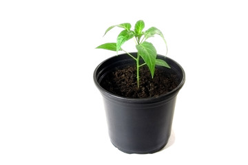 Pepper seedlings in pot isolated on a white background. Plant.     