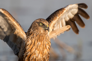 Marsh Harrier on Reeds