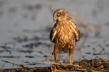 Marsh Harrier on Reeds