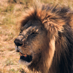 portrait of a lion in kenya