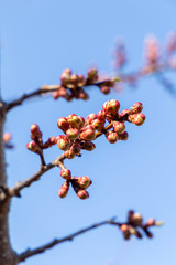 Apricot flower buds on the branches against the blue sky. The concept of spring nature. Blooming trees. Vertical photo.