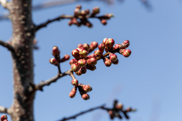 Apricot flower buds on the branches against the blue sky. The concept of spring nature. Blooming trees.