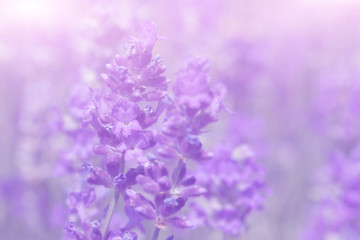 Lavender flower on the field.