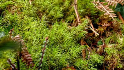 Moss and growth on the forest floor