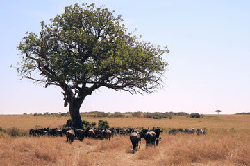 Paisajes de Masai Mara (Kenia)