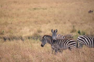 Obraz na płótnie Canvas zebra in the savannah