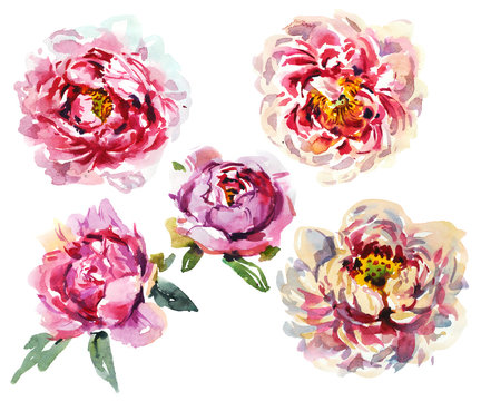 Set of watercolor pink flowers of Chinese peony.