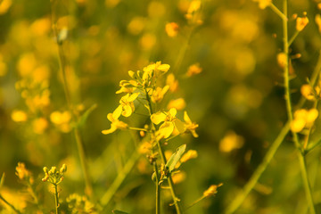 Yellow rape blossom in a field in Rheinhessen, Germany