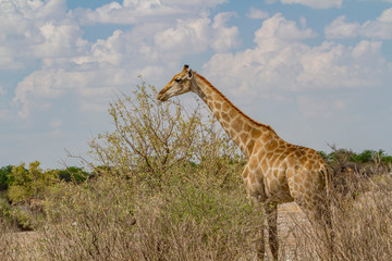Giraffen - Giraffa Camelopardis