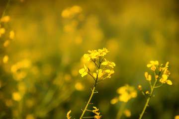 Obraz premium Yellow rape blossom in a field in Rheinhessen, Germany