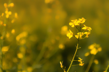 Yellow rape blossom in a field in Rheinhessen, Germany