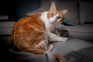 Fototapeta na wymiar gato blanco y negro tendido en el sofa, es sorprendido y mira hacia atras