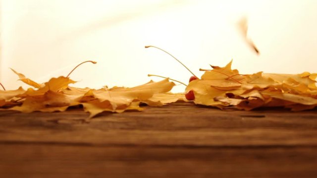 Yellow and orange fallen maple leaves with red tiny apples and ashberry on wooden table surface,white lightened background. Fall and autumn concept. Leaves falling down