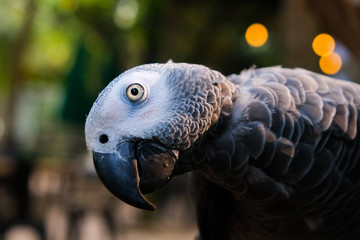 African Congo gray parrot resting on a natural branch with a natural background.