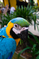 Beautiful close-up pictures of the yellow-blue macaws, colorful and beautiful.
