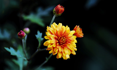 Chrysanthemum flower
