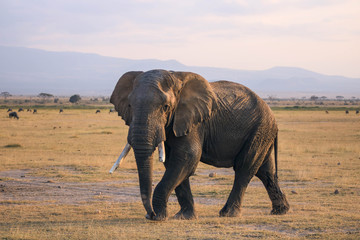 Fototapeta na wymiar Elefante en Amboseli national park (Kenia)