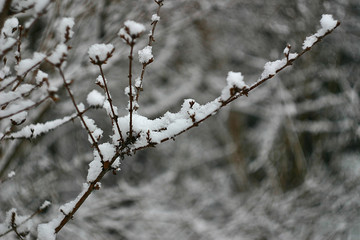 Fresh snow on the branches of plants