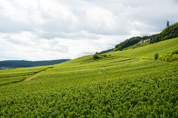Fototapeta na wymiar Beautiful wineries in the summer season of western Germany, visible road between rows of grapes.