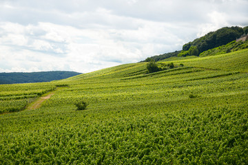 Beautiful wineries in the summer season of western Germany, visible road between rows of grapes.