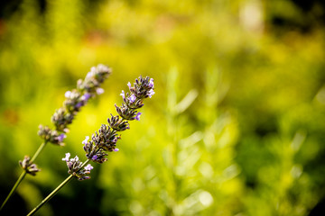 Field of lavender flower closeup on blurred nature background. flowers lit by sunlight in flower garden. lavender buds lit by sun rays.flowers blooming in a field during summer