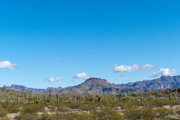 cacti of Arizona’s Sonoran Desert stand like a vast, silent army at Organ Pipe Cactus National...