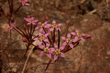 Pistorinia hispánica, Sierra de las Nieve, Tolox
