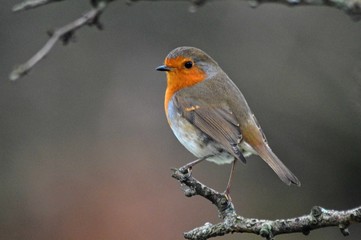 Scotland wildlife photography robin bird