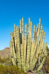The cacti of Arizona’s Sonoran Desert stand like a vast, silent army at Organ Pipe Cactus...