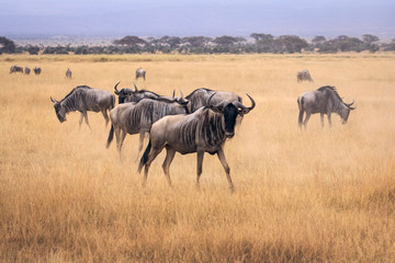 Ñu en Masai Mara (Kenia)