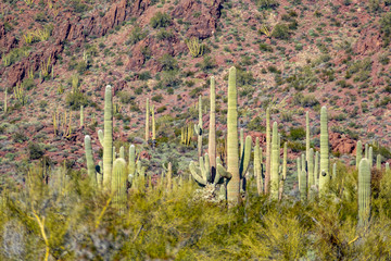 The cacti of Arizona’s Sonoran Desert stand like a vast, silent army at Organ Pipe Cactus...