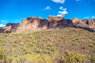 cacti of Arizona’s Sonoran Desert stand like a vast, silent army at Organ Pipe Cactus National...