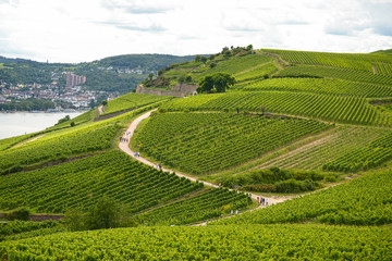 Fototapeta na wymiar Beautiful wineries in the summer season in western Germany, a visible road between rows of grapes and tourists walking on it. 