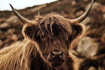 Fotobehang Schotse hooglander portret van een hooglandkoe schotland