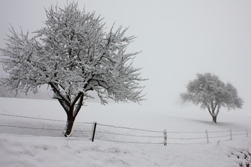 Fototapeta na wymiar Zaun mit Bäumen und Schnee auf der Weide